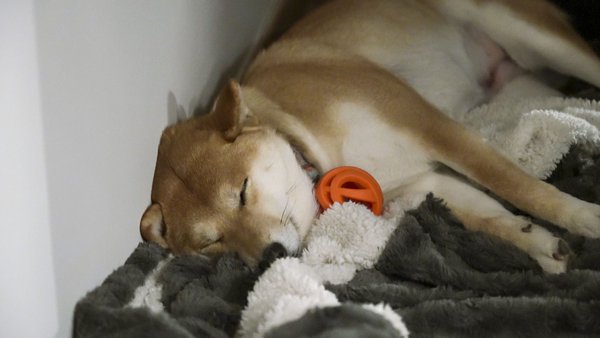 /images/blog/2024-02-engon-party/summary/dog_zoey.jpg