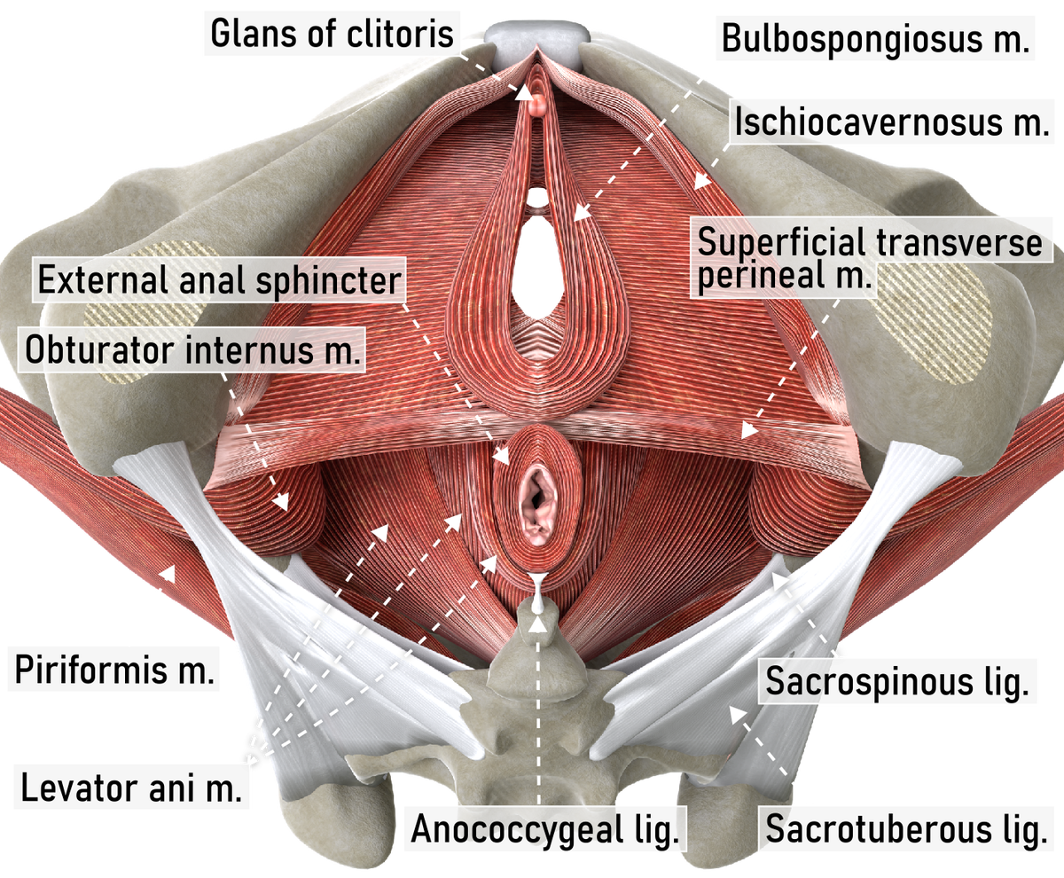 24-2-23   05-Muscles_Perineum-superficial.png