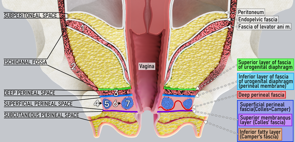 25-1-26   Perineal Boundaries and Spaces.png