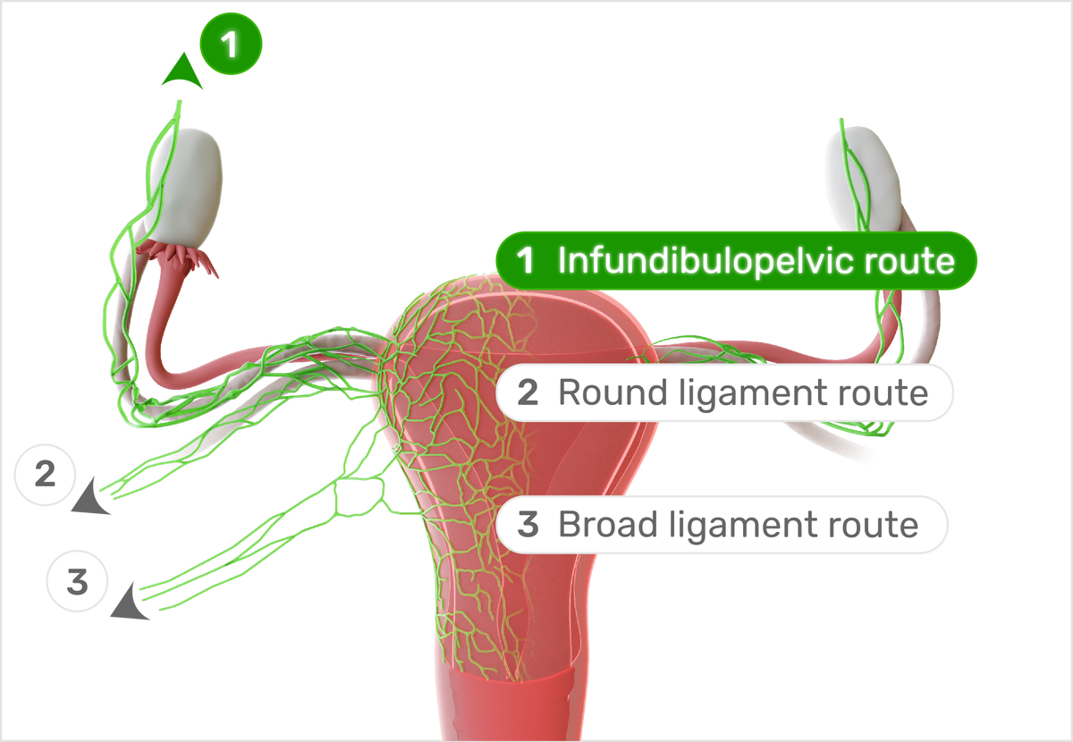 25-1-29   Scheme   Uterus Lymphatics 1.png
