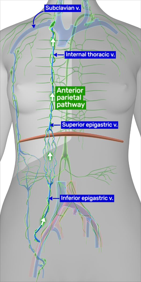 25-2-7   Scheme   Lymphatic Drainage - Anterior pathway.png