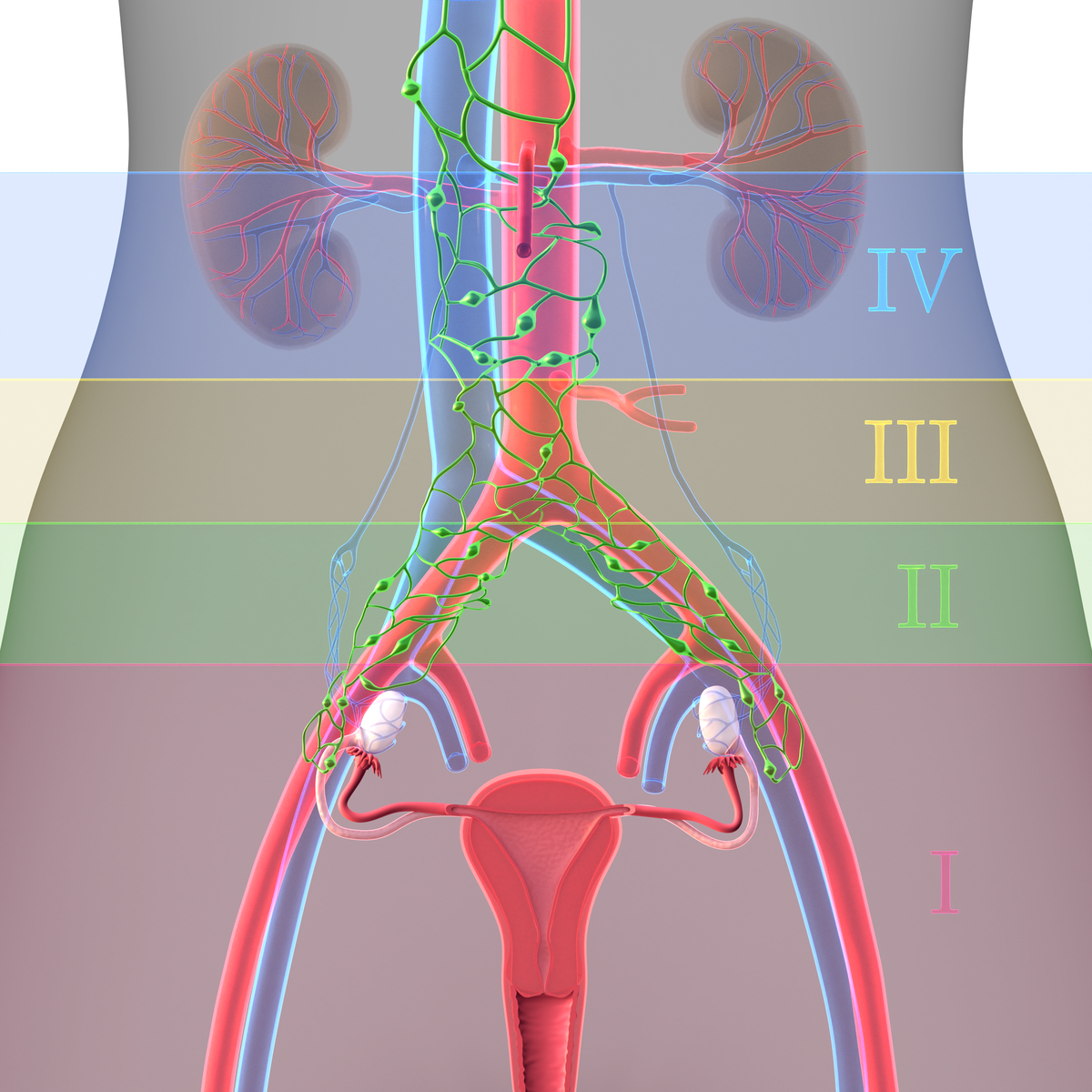 25-5-12   Scheme   Pelvic and Abdominal Levels.png