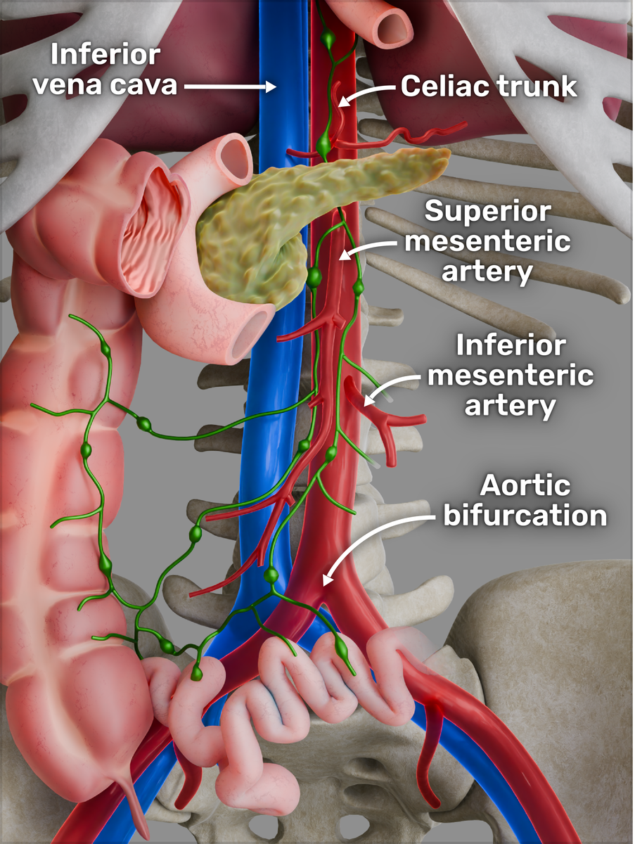 25-6-16   Scheme   Abdominal Vessels Labels.png