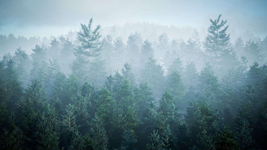 /images/software/botaniq_maya/gallery/forest.jpg